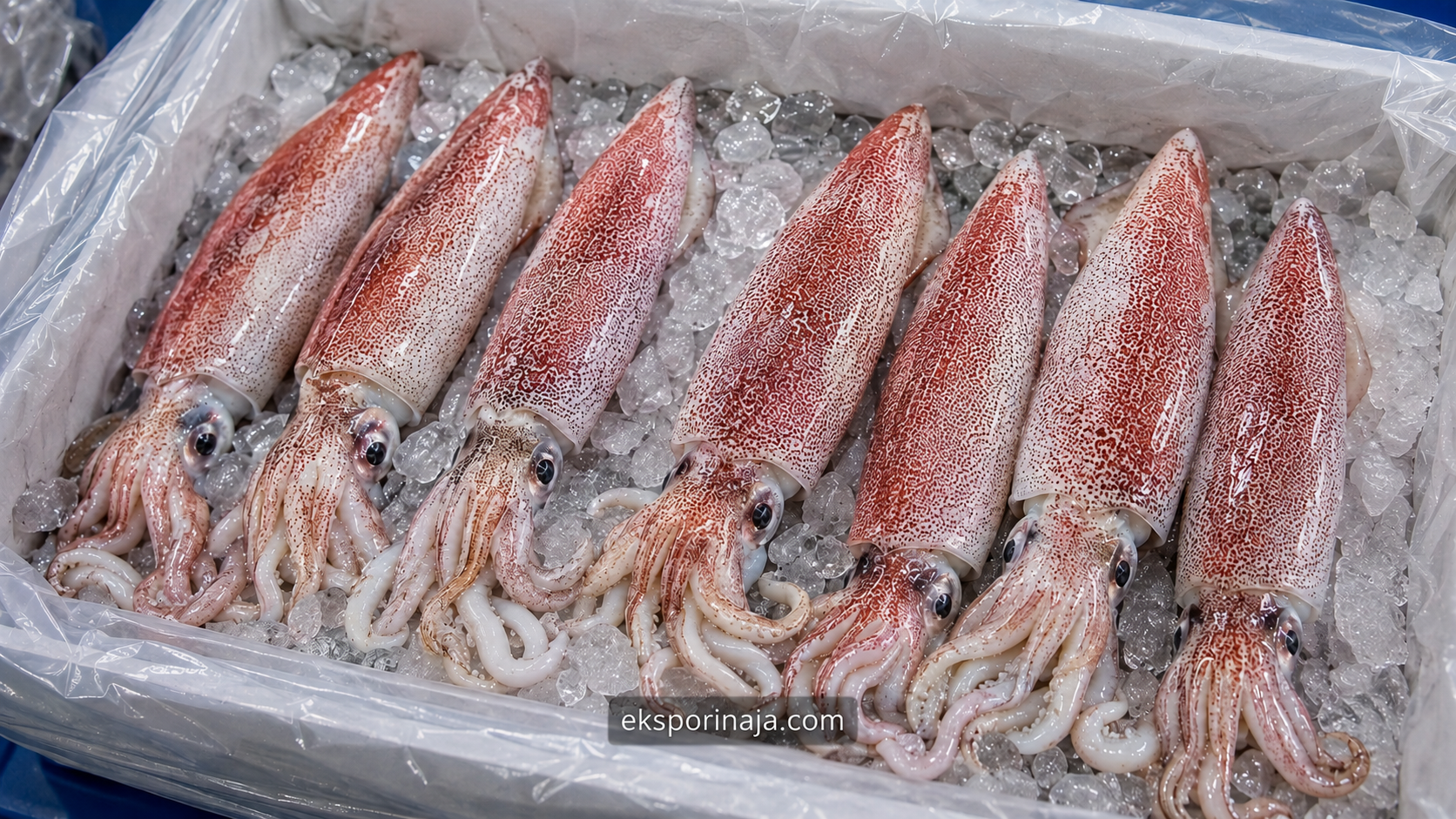 Fresh Indonesian Loligo squid