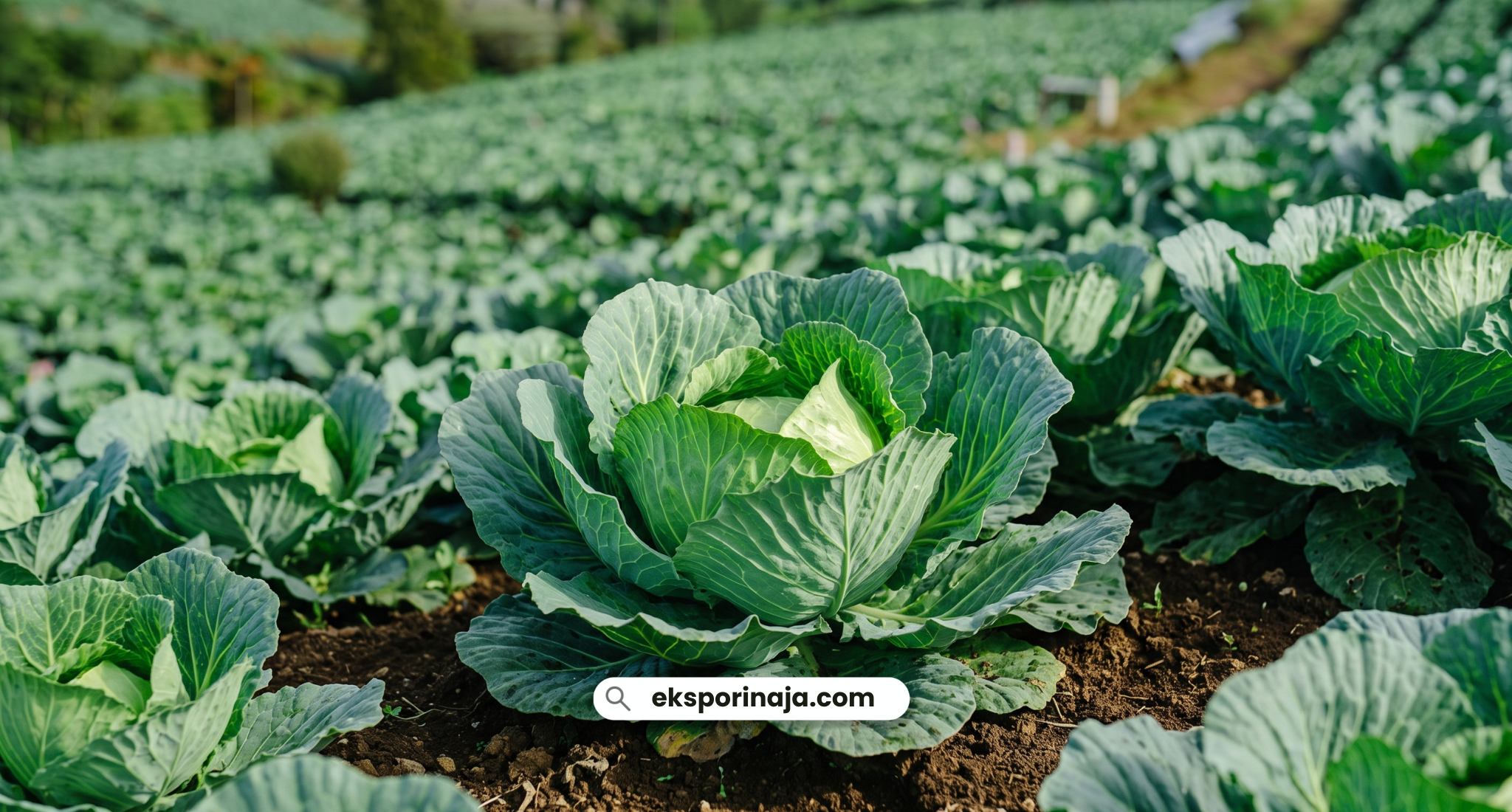 Fresh Indonesian cabbage for export to international markets