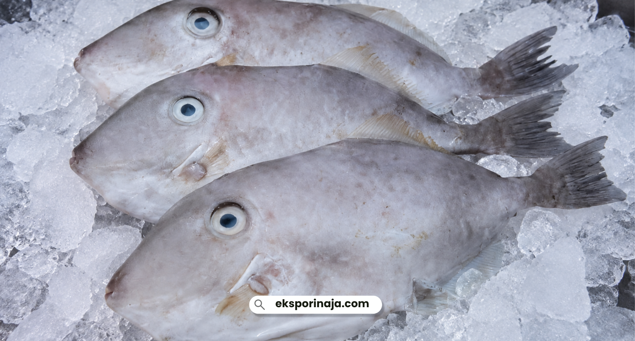 Fresh Indonesian leather jacket fish arranged on crushed ice for seafood sourcing and export markets