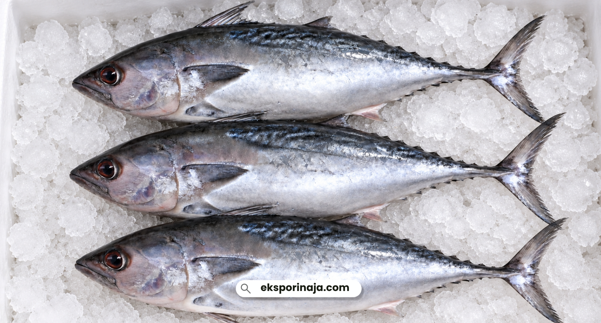 Three whole mackerel tuna fish arranged on crushed ice, showing their silvery bodies and dark dorsal markings