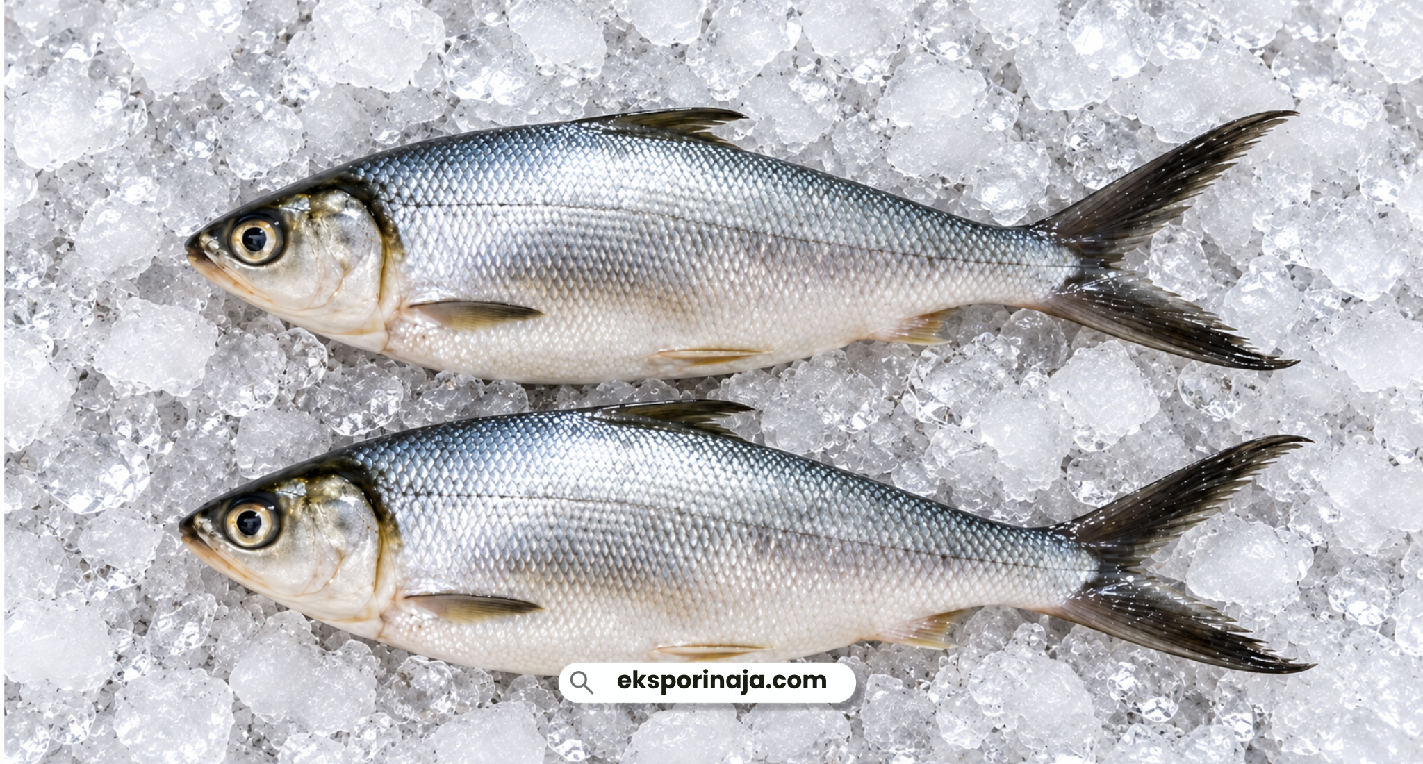 Fresh Indonesian milkfish on crushed ice for seafood export and international sourcing